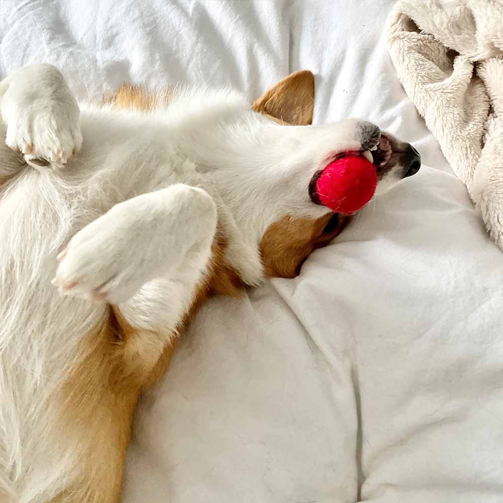 Natural Wool Cat Toys