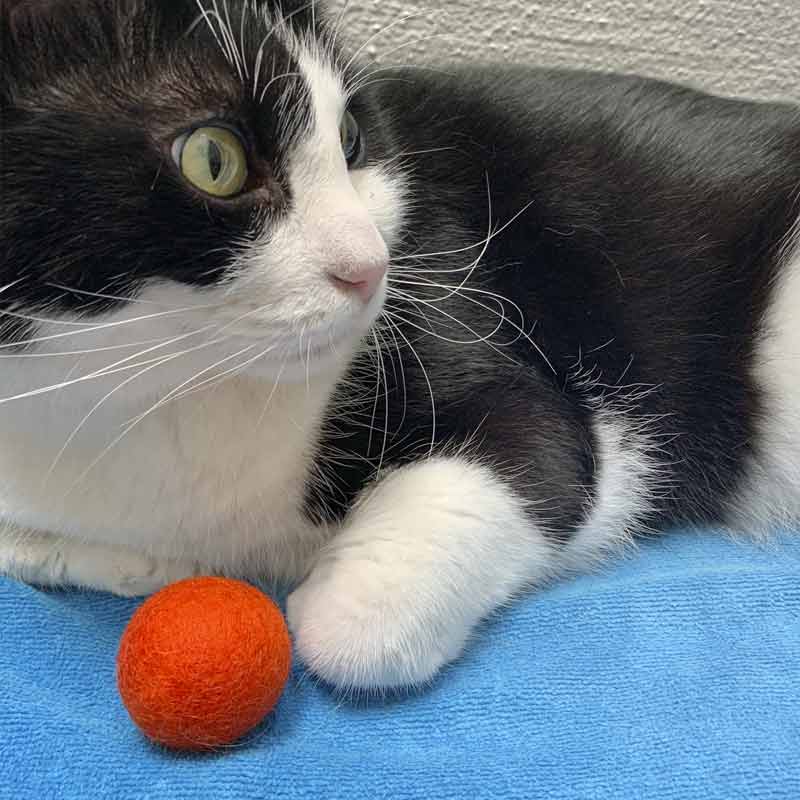 Natural Wool Cat Toys