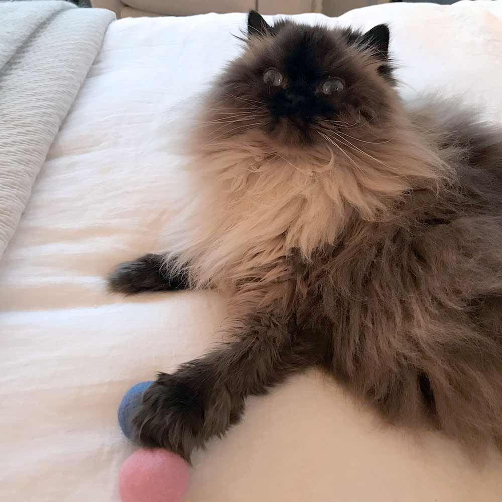 Natural Wool Cat Toys