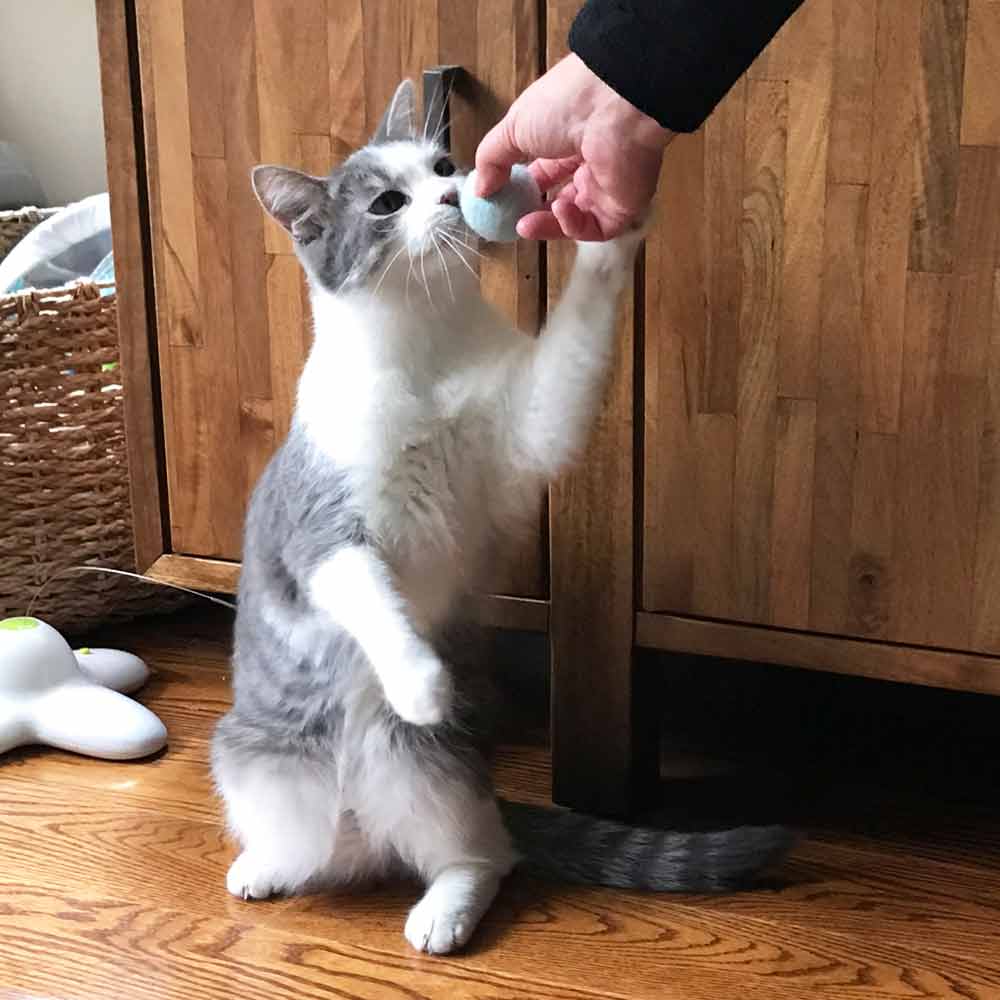 Natural Wool Cat Toys